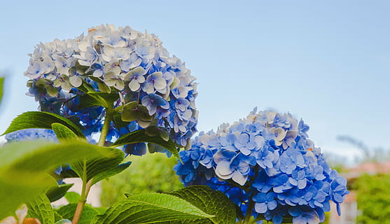 blue petaled flowers with green leaves, bloom, garden, plant HD wallpaper