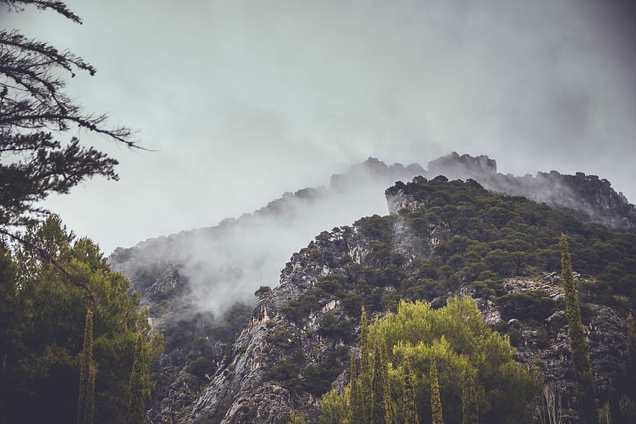 mountain in mist, green forest mountain with fog during daytime HD wallpaper