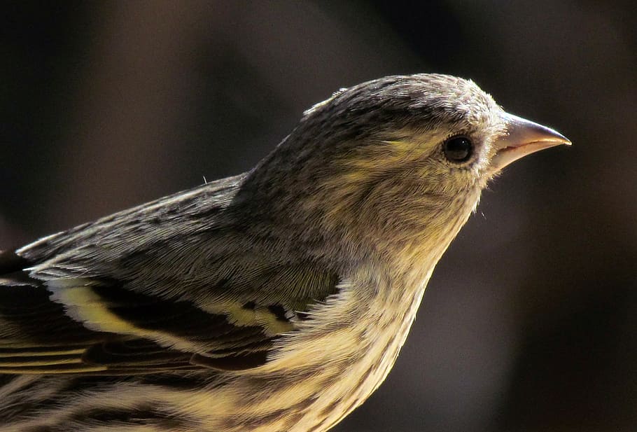 nature, animals, birds, siskin, portrait, beak, wildlife, feather, HD wallpaper