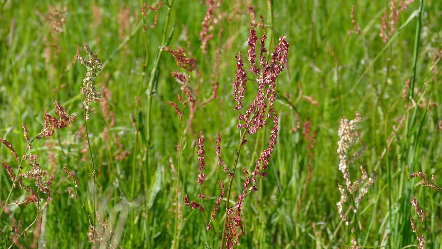 meadow, summer, sorrel, red, nature, plant, growth, green color HD wallpaper