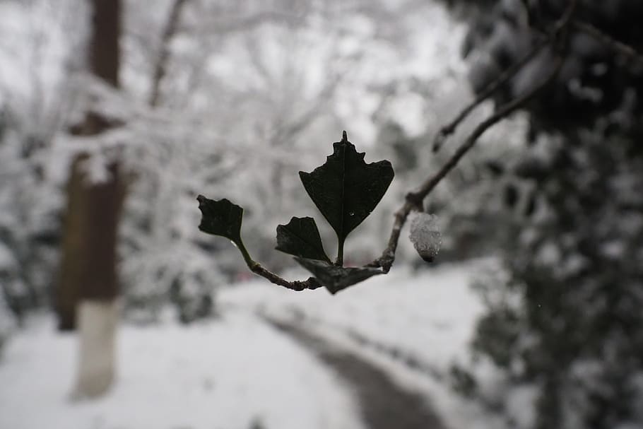 snow, leaf, winter, tree, plant, focus on foreground, nature HD wallpaper