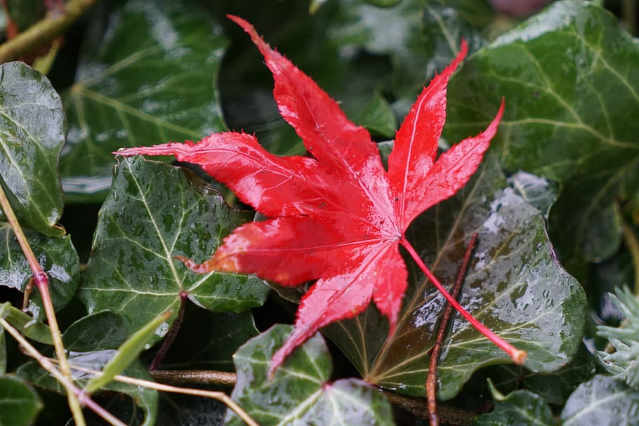 Maple Leaves, Fall Foliage, leaf, nature, plant, autumn, growth HD wallpaper