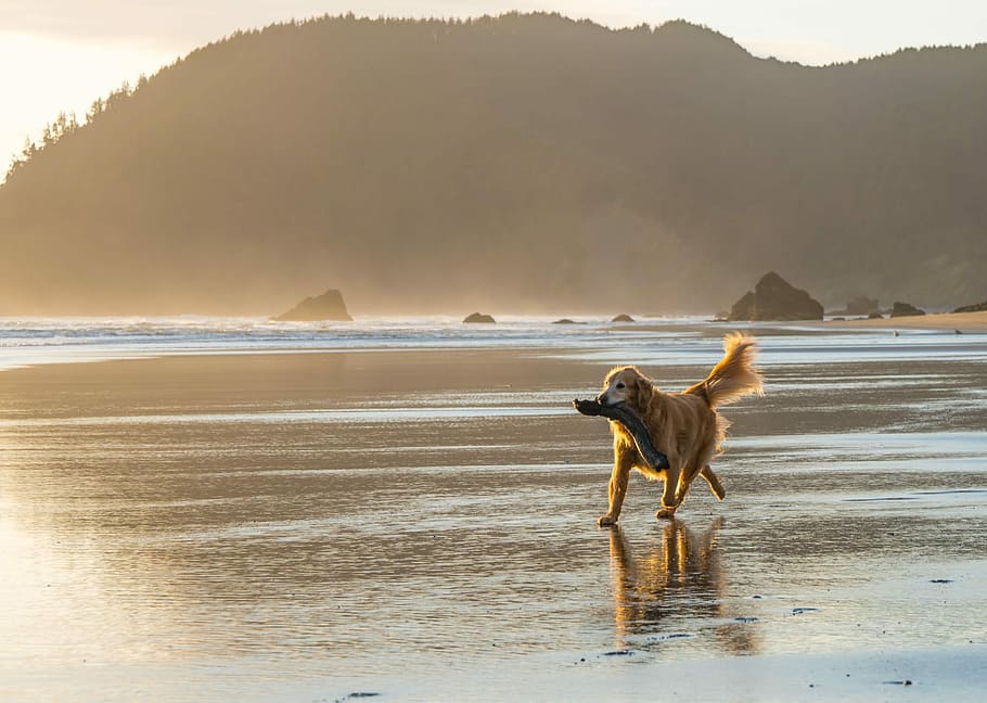 brown dog walk on seashore, golden retriever biting drift wood while running on seashore during daytime HD wallpaper