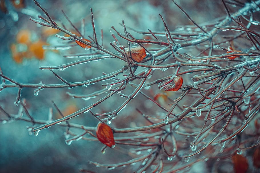 closeup photography of tree branch with ice, cold, winter, frost HD wallpaper