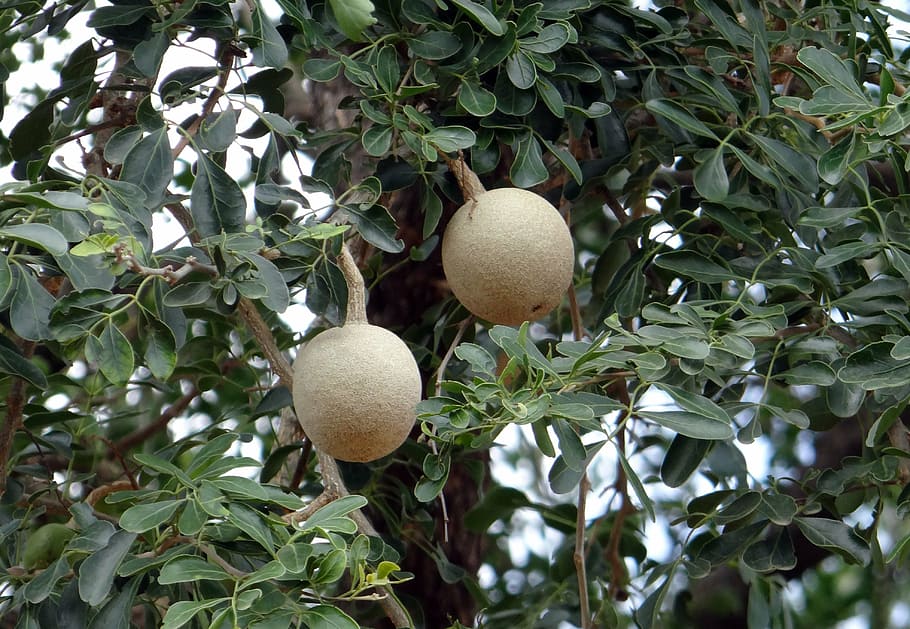elephant-apple, monkey fruit, curd fruit, kaitha, limonia acidissima HD wallpaper