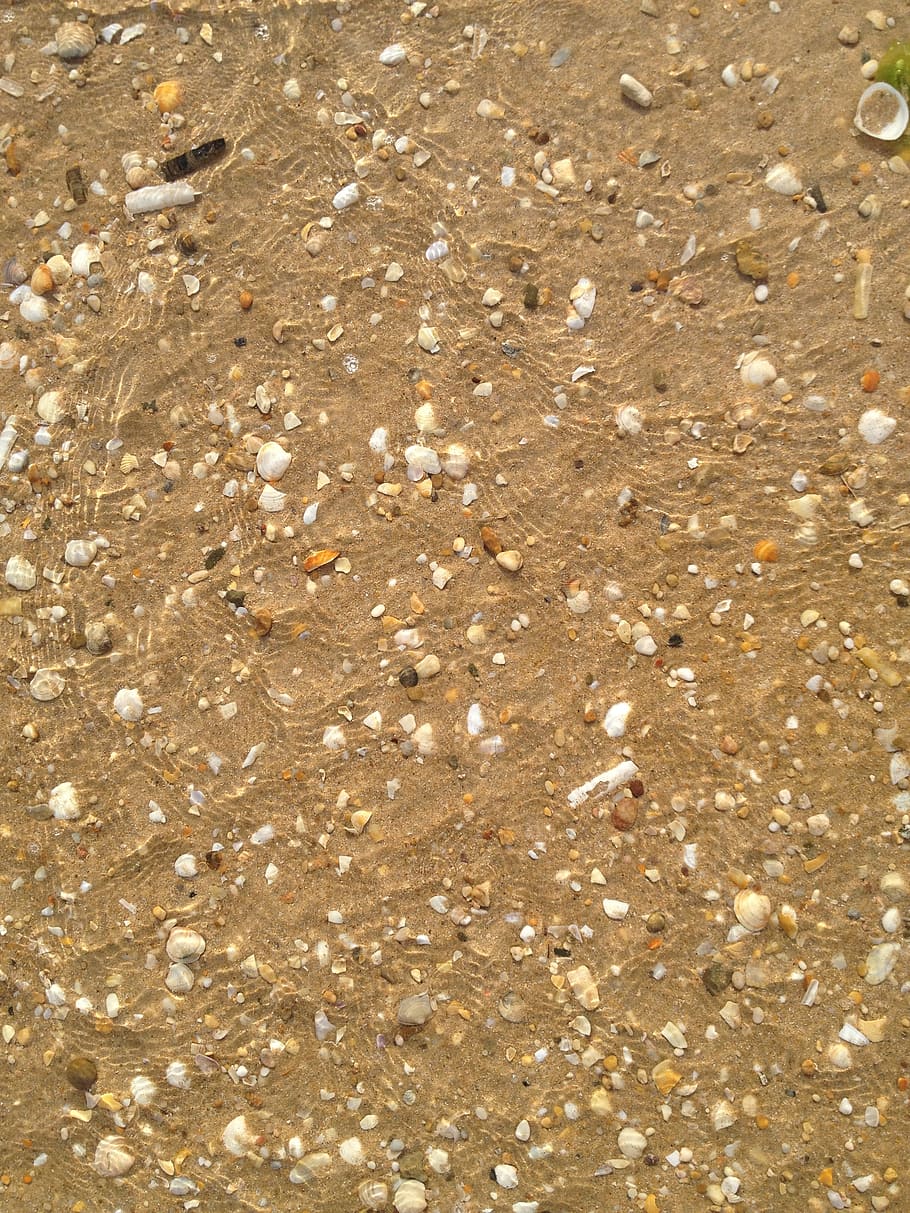 ocean, water, shell, sand, seashell, nature, tropical, landscape HD wallpaper