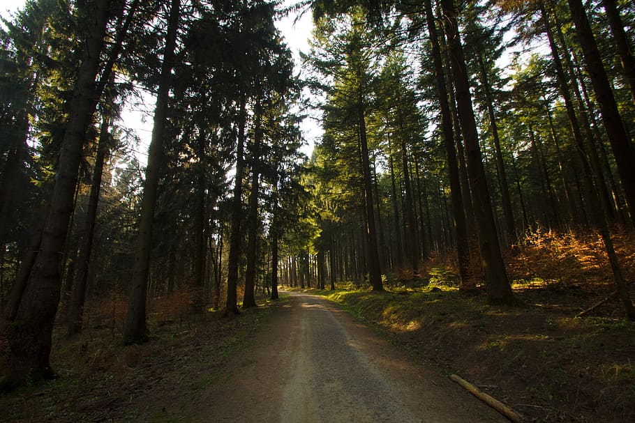 Forest, Hunter, Hut, forests, hunting, hunter was, delight HD wallpaper