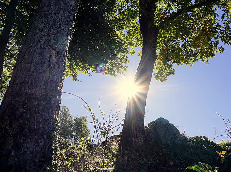 trees, sun, sky, landscape, nature, light, sunset, autumn, forest HD wallpaper
