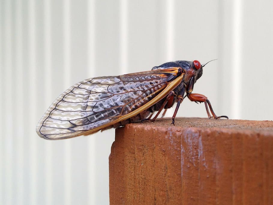 magicicada, periodical cicada, 17 year, seventeen year, insect, HD wallpaper