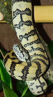 snake, carpet python, wild animal, animal world, nature, scale HD wallpaper