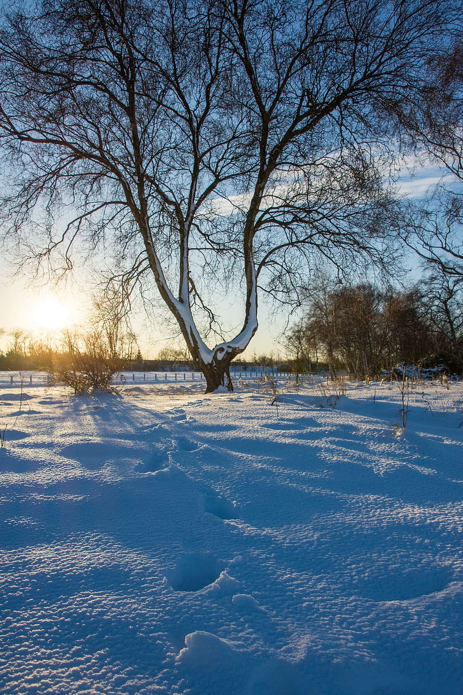 tree, nature, winter, landscape, season, snow, sky, outdoors HD wallpaper