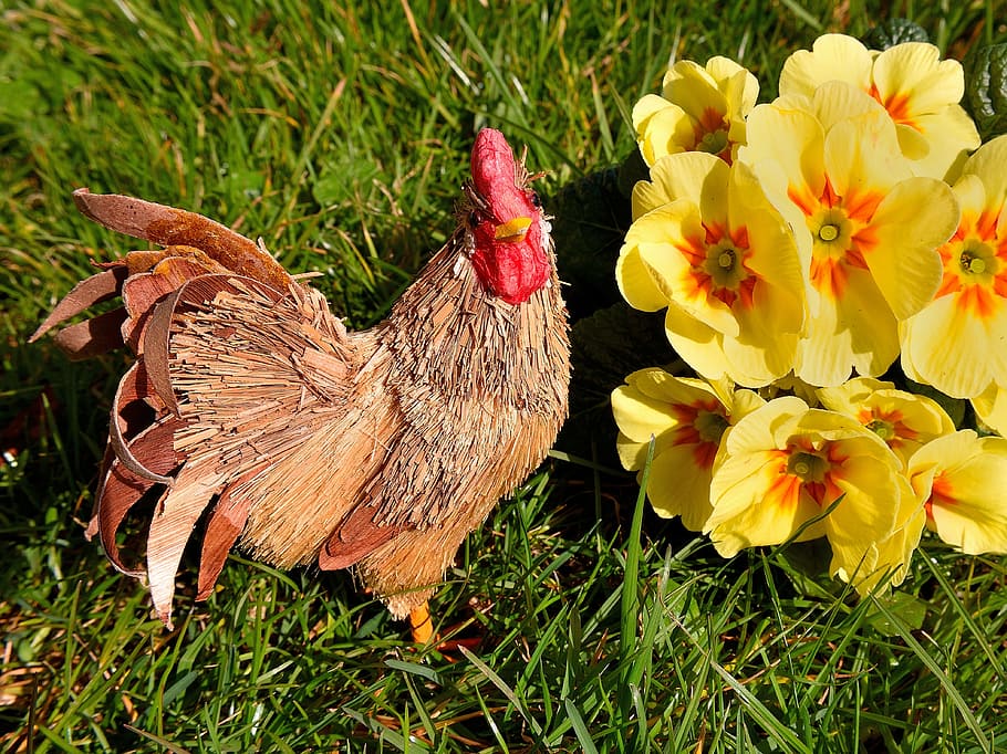 hen, primrose, rush, yellow, flower, spring, meadow, nature HD wallpaper