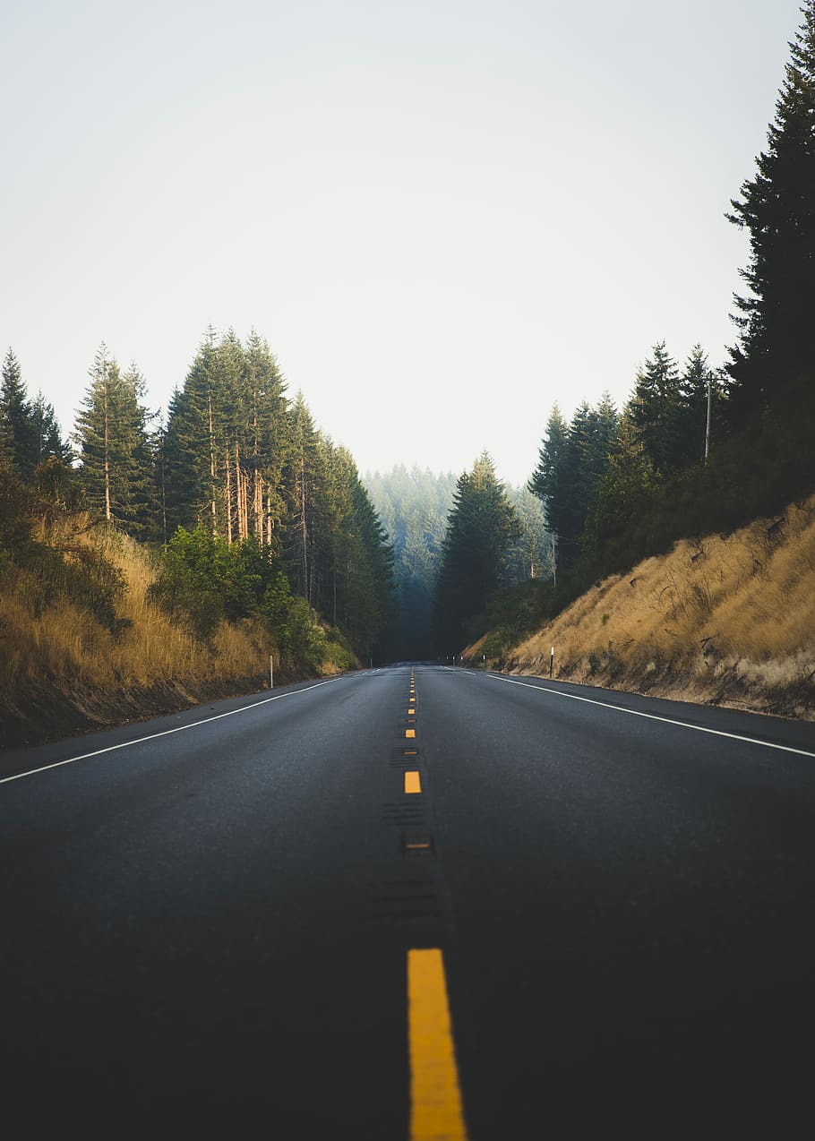 photo of emptied pave road, forest, tree, landscape, sky, the way forward HD wallpaper