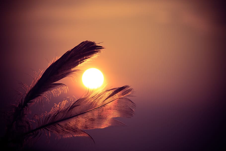 feather in bokeh photography during sunset, feathers, orange HD wallpaper