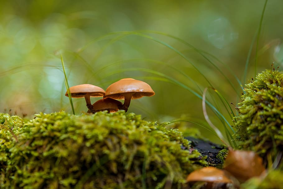 closeup photo of brown mushrooms, moss, forest, sponge, forest floor HD wallpaper