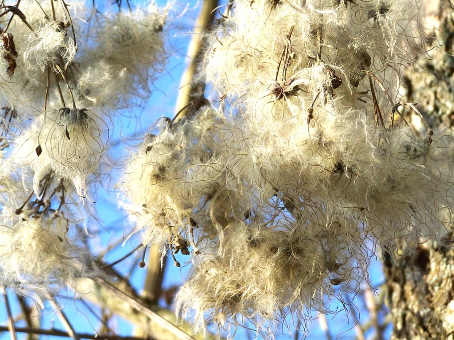 clematis, nature, white, plant, close-up, no people, day, tree HD wallpaper