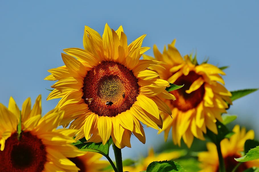 sunflower, bees, summer, garden, blossom, bloom, yellow, insect, HD wallpaper