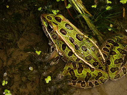 leopard frog, portrait, green, spots, wildlife, nature, water HD wallpaper