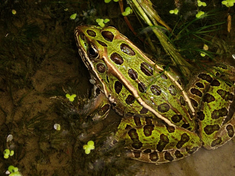 leopard frog, portrait, green, spots, wildlife, nature, water HD wallpaper