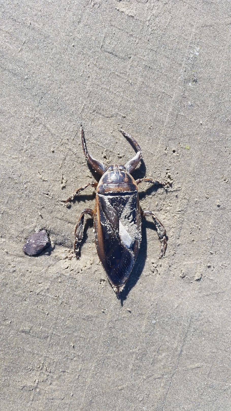 insect, sand, beach, animal themes, animal wildlife, one animal HD wallpaper