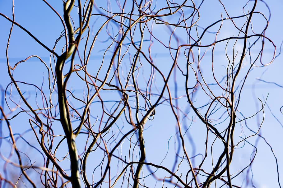 branches, tree, tree branches, nature, growth, stem, winter HD wallpaper