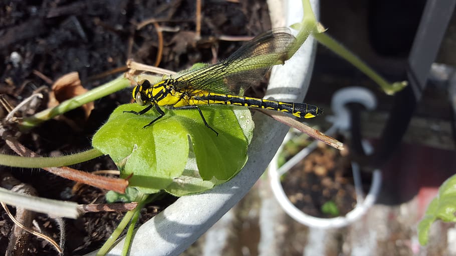 dragonfly, insect, nature, animals in the wild, animal themes HD wallpaper