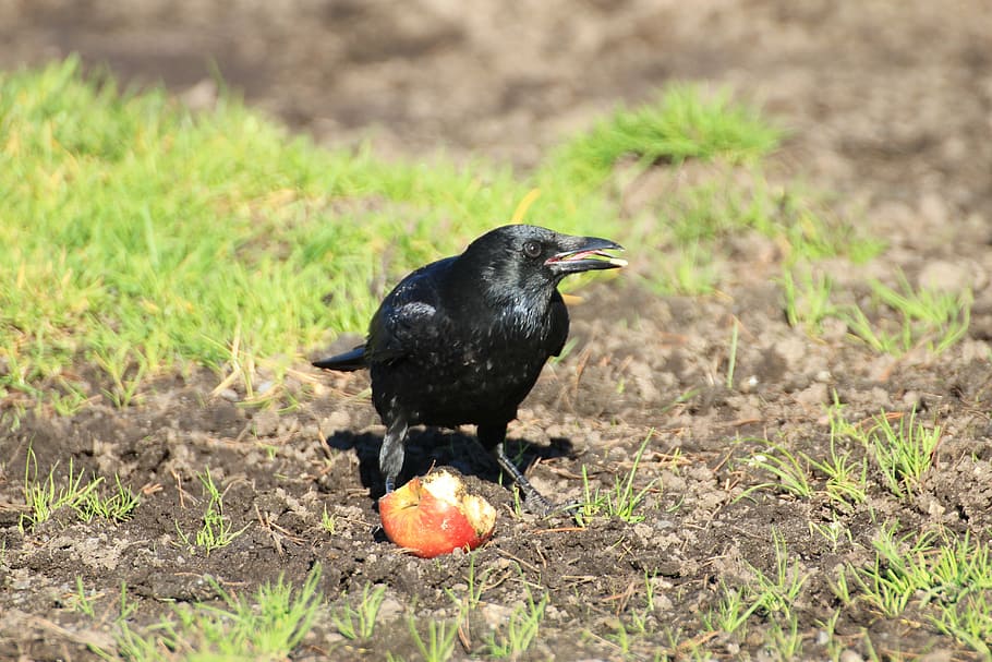 crow, raven, raven bird, black, rook, songbird, animals, corvidae HD wallpaper
