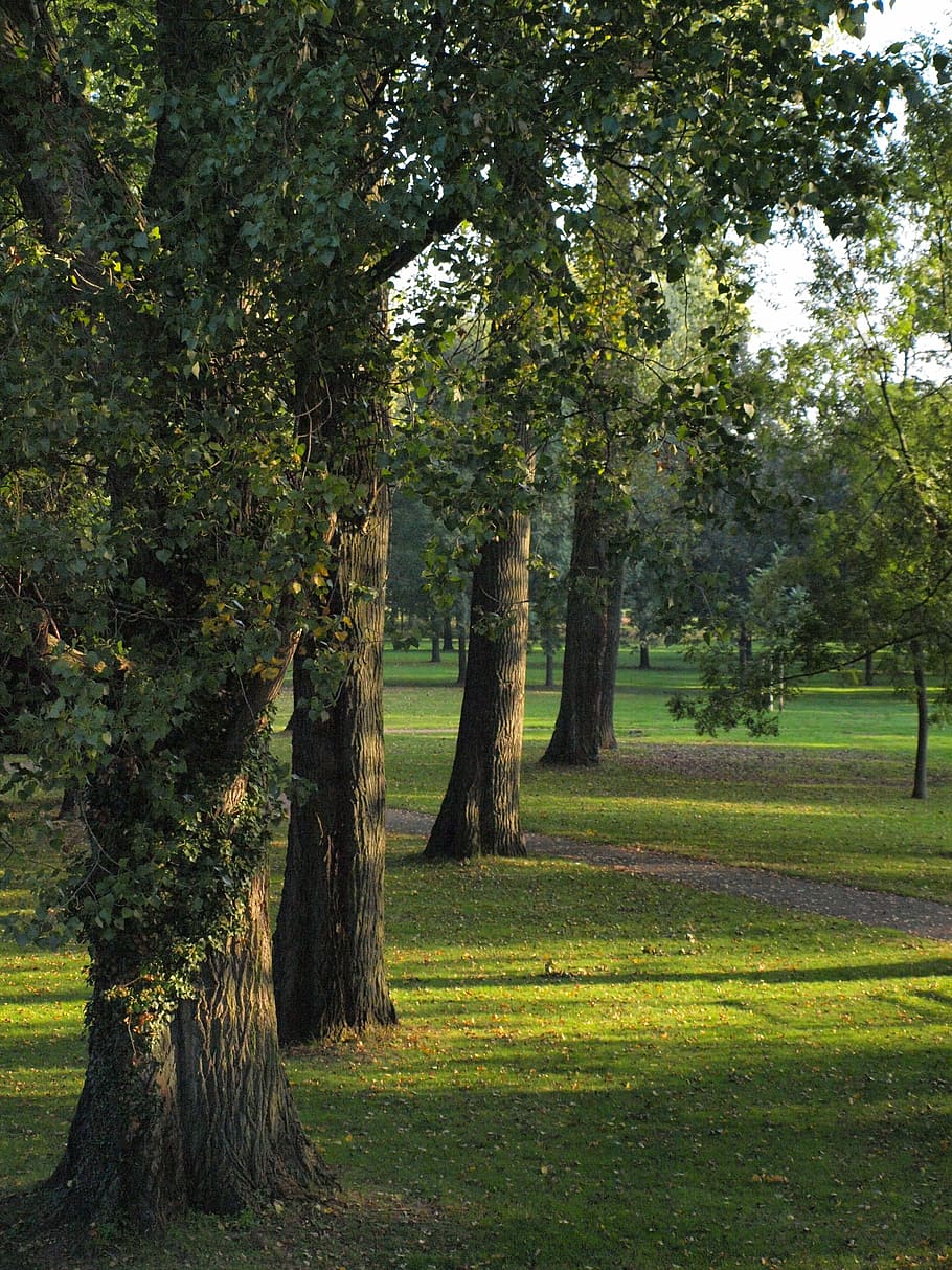 poplars, trees, main, main meadows, main banks, main-aue, morning sun HD wallpaper