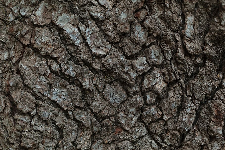 Bark, Tree, Rugged, Pattern, Wood, nature, weave, close up HD wallpaper