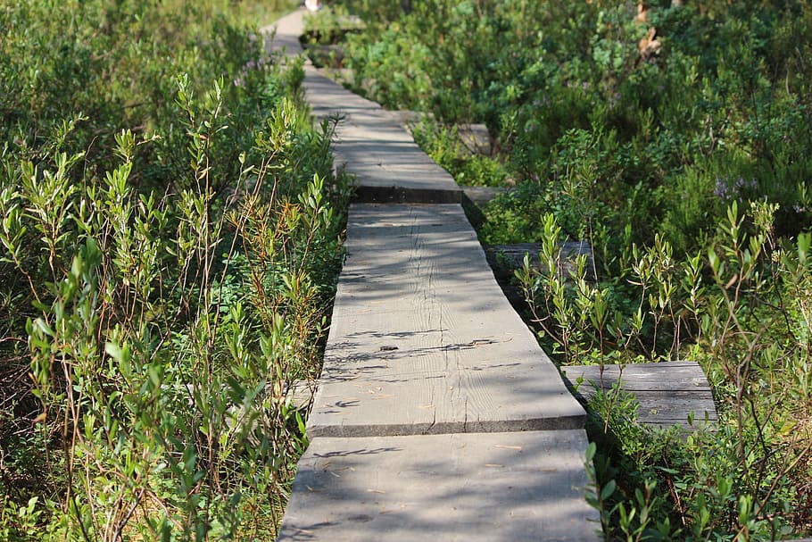 duckboards, the path, forest, twig, twigs, plant, direction HD wallpaper