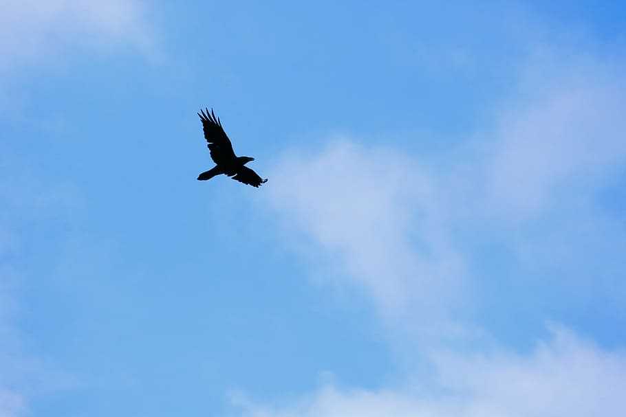 eagle, crow, black, blue, sky, clouds, contrast, raven bird HD wallpaper