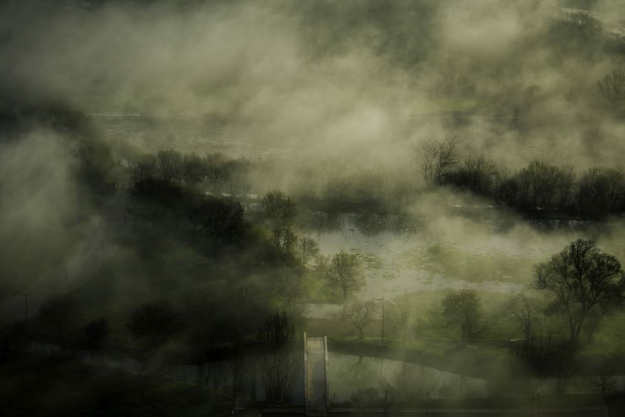 fog covered trees illustration, green leaf trees near body of water HD wallpaper