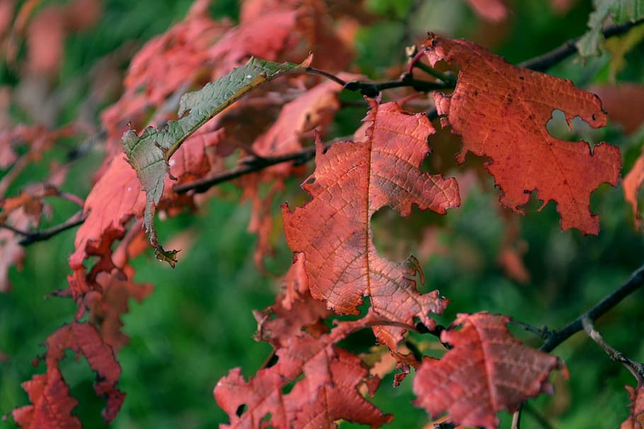 nature, autumn, september, tree, trees, living nature, red leaves HD wallpaper