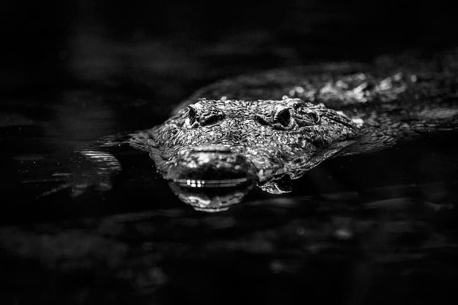 crocodile, lizard, reptile, predator, dangerous, alligator HD wallpaper