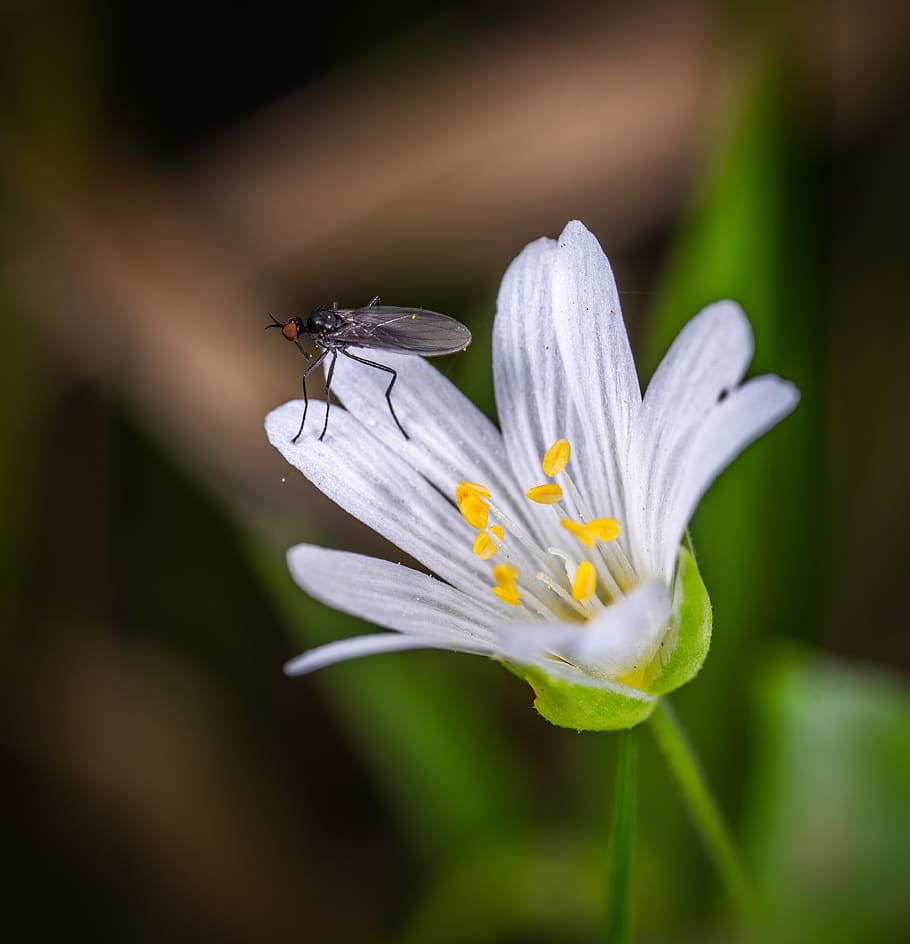 macro, insect, flower, flowering plant, invertebrate, animal themes HD wallpaper