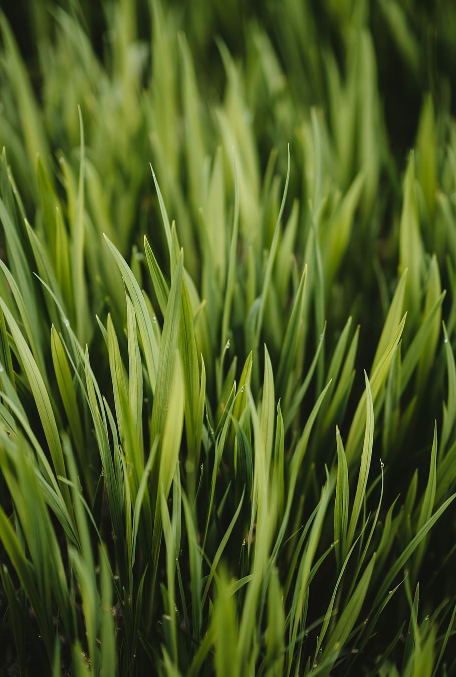 green grass field, macro photography of green grasses, blade HD wallpaper