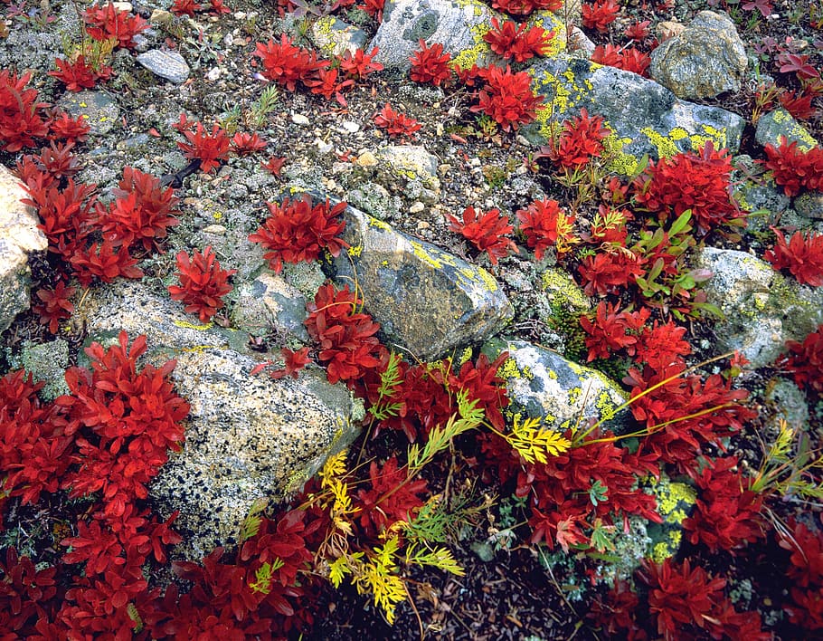 ground, plants, rocks, forest, shrub, flower, nature, colorful HD wallpaper