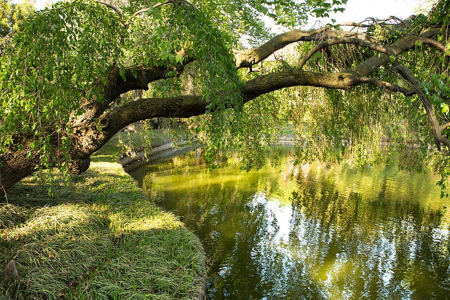 park, water, nature, tree, river, reflection, lake, landscape HD wallpaper