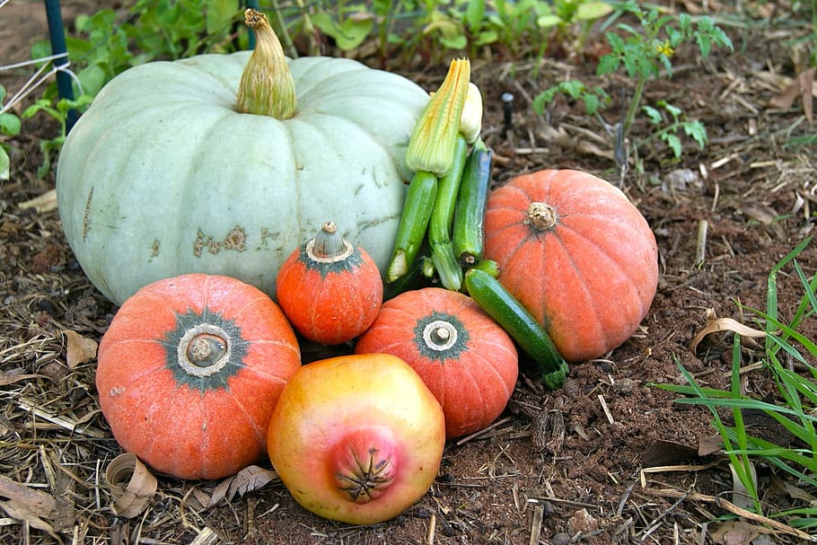 vegetables, pumpkin, zucchini, food, food and drink, healthy eating HD wallpaper