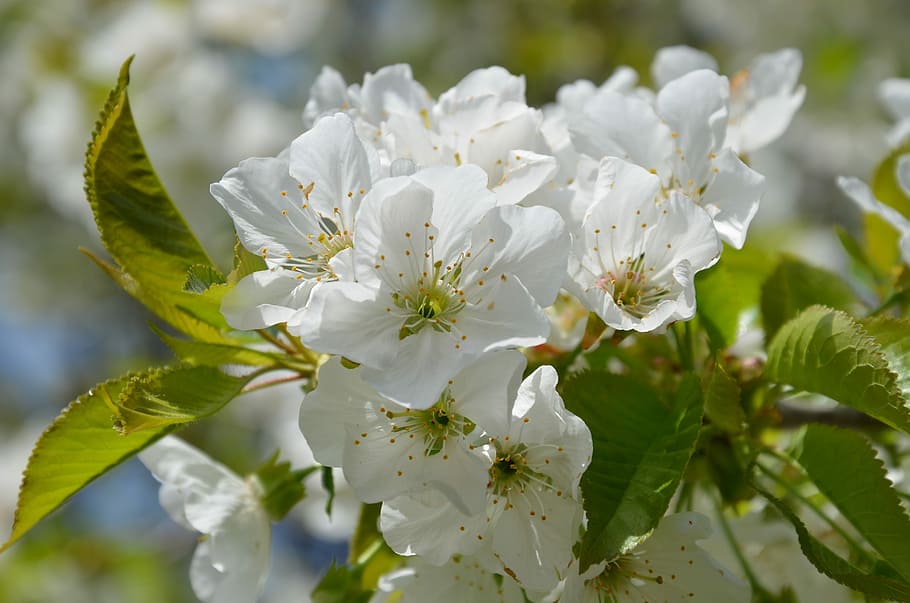 Flower, Spring, Natural, Blossom, Tree, floral, springtime HD wallpaper