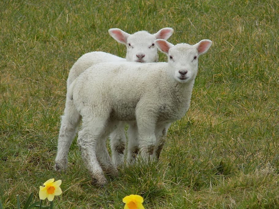 two white lambs on grass field, Spring, Easter, Animal, young HD wallpaper
