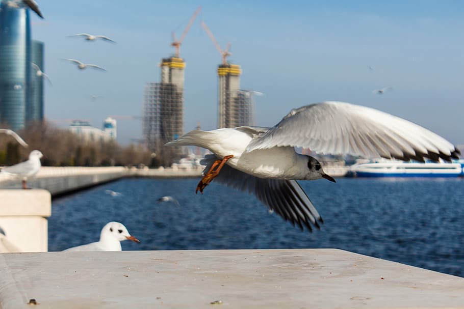 seagull, flight, bird, white, gulls, water, sky, animal themes HD wallpaper