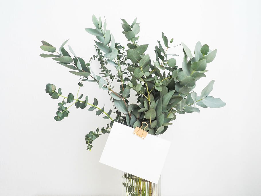 green leaves with paper, leaf, plants, interior, flower, glass HD wallpaper