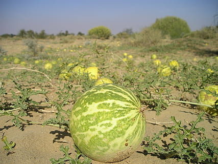 india, desert, sand, melon, bitter, bitter melon, toxic, food HD wallpaper