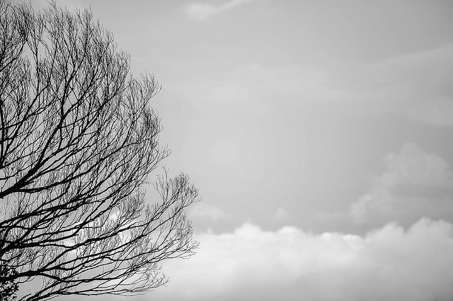 Black Tree Trunks and Sky, black and white, branches, clouds HD wallpaper