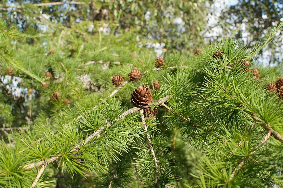 tree, nature, forest, green tree, tap, spring, conifer, branch HD wallpaper