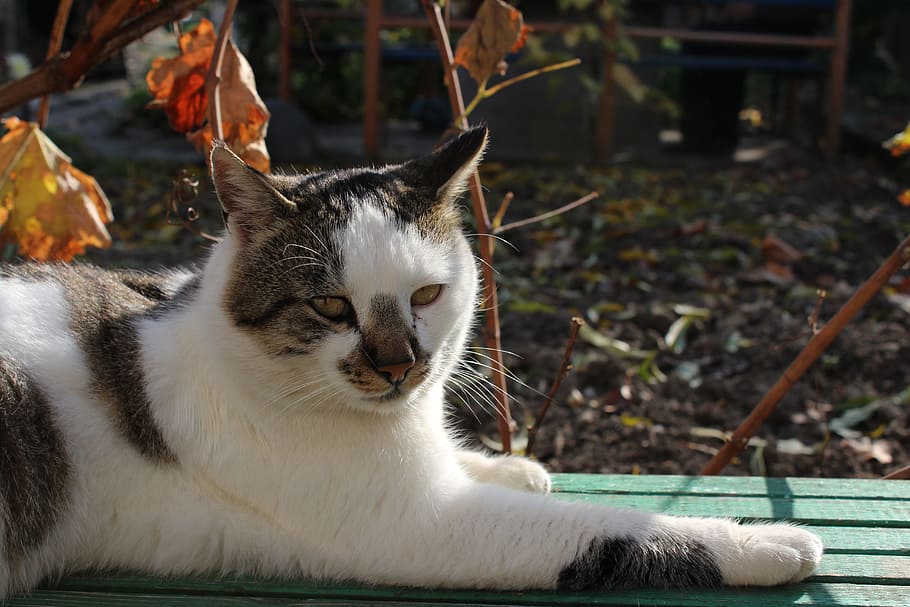 cat, bench, leaf, mustache, sun, animal themes, mammal, one animal HD wallpaper