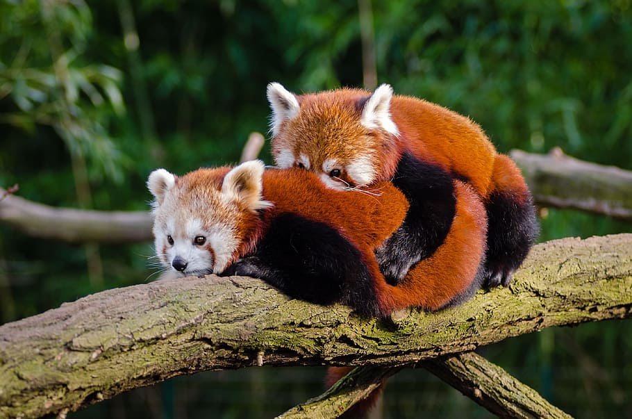 male and female red pandas on branch at daytime, animal, cuddle, HD wallpaper