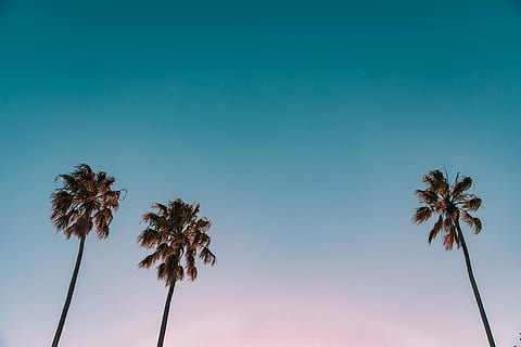 HD Wallpaper: Palm Tree On Seashore, Beach, Pastel, Relax, Sitting ...