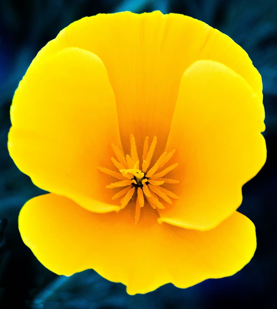 flower, yellow, spring, nature, yellow flowers, blossom, garden HD wallpaper